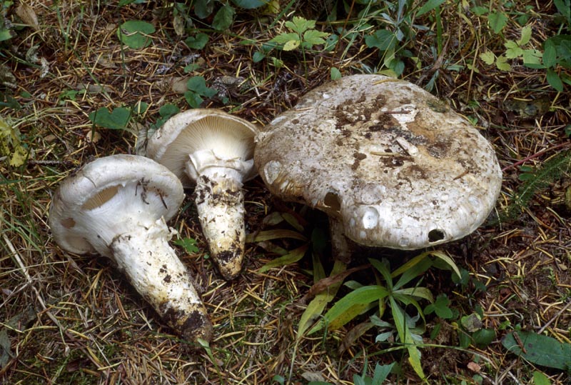 Catathelasma ventricosum